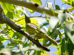 Oriolus flavocinctus flavocinctus