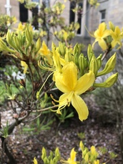 Rhododendron luteum