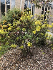 Rhododendron luteum
