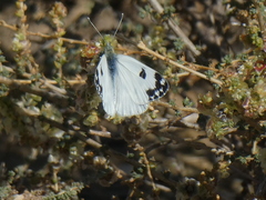 Pontia daplidice daplidice