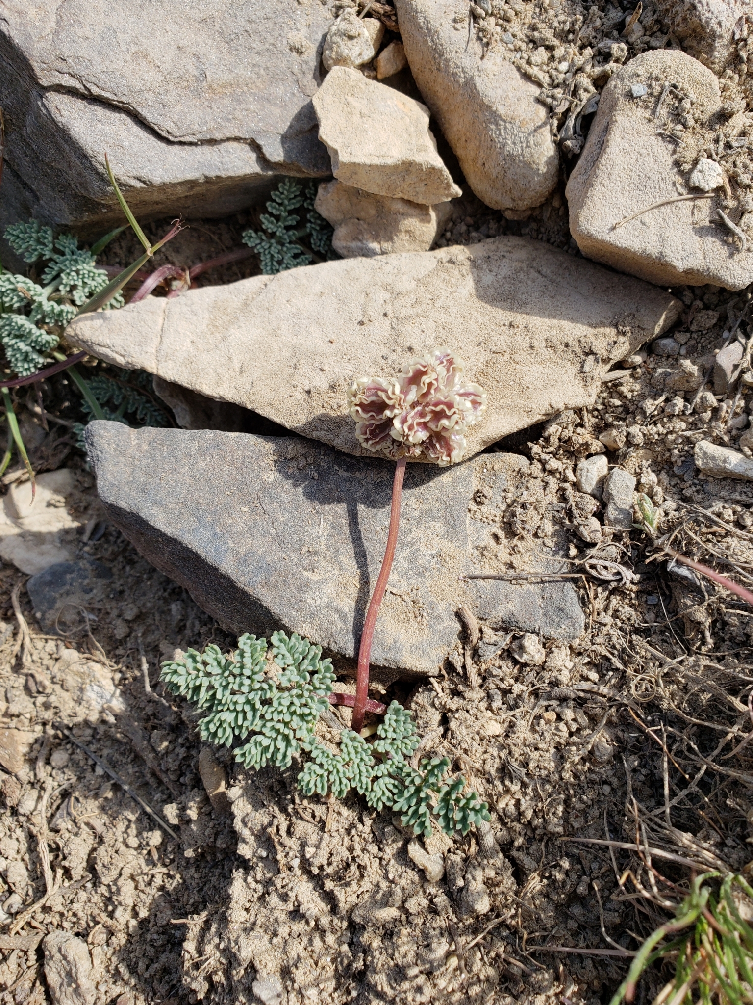 Cymopterus cinerarius