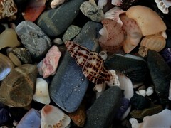 Maculotriton serriale