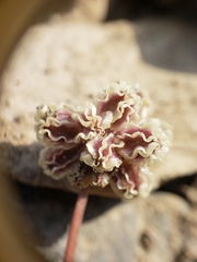 Cymopterus cinerarius