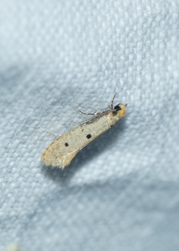 Tinea trinotella