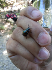 Labidomera suturella