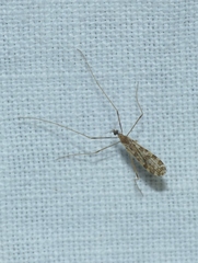 Ilisia maculata