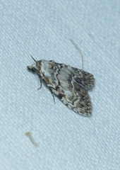 Meganola strigula