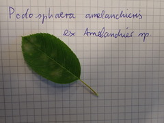 Podosphaera amelanchieris