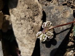 Cymopterus cinerarius
