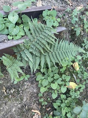 Polystichum setiferum