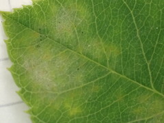 Podosphaera amelanchieris