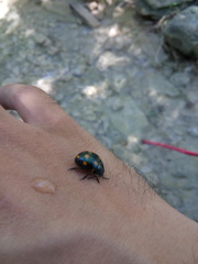 Labidomera suturella