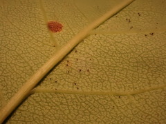 Podosphaera amelanchieris