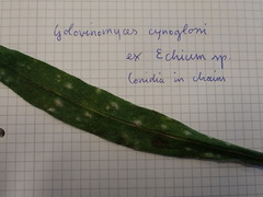 Golovinomyces cynoglossi