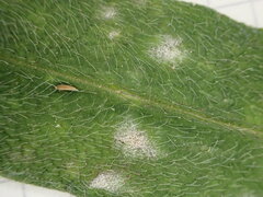 Golovinomyces cynoglossi