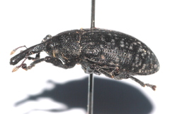 Larinus sturnus