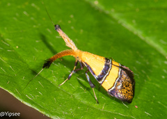 Nemophora decisella