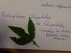 Podosphaera filipendulae