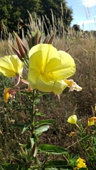 Oenothera glazioviana