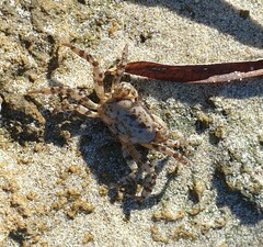 Cyclograpsus audouinii