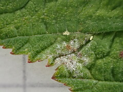 Podosphaera filipendulae