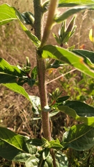 Oenothera glazioviana
