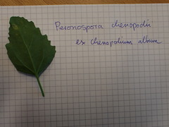 Peronospora variabilis