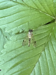 Chrysopilus modestus