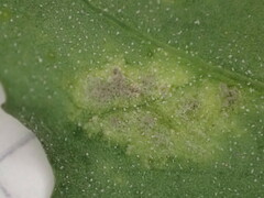 Peronospora variabilis