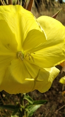 Oenothera glazioviana