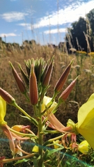 Oenothera glazioviana