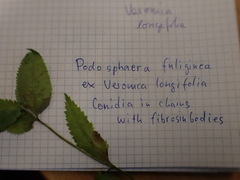 Podosphaera fuliginea