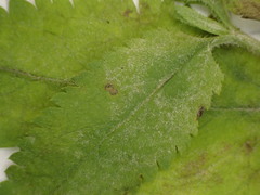 Podosphaera fuliginea