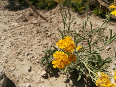 Psilostrophe gnaphalodes