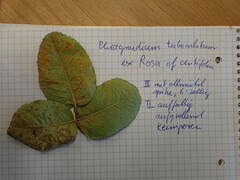 Phragmidium tuberculatum