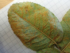 Phragmidium tuberculatum