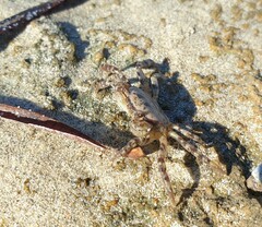 Cyclograpsus audouinii