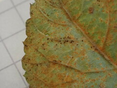 Phragmidium tuberculatum