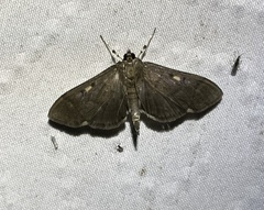 Herpetogramma sphingealis