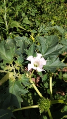 Datura stramonium