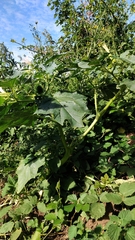 Datura stramonium