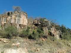 Dracaena transvaalensis