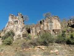 Dracaena transvaalensis