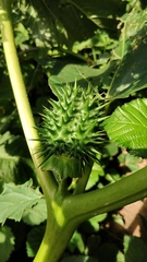 Datura stramonium