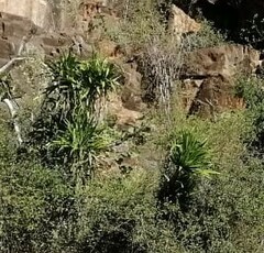 Dracaena transvaalensis