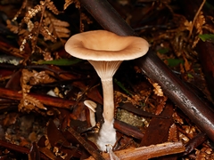 Singerocybe