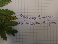 Puccinia tanaceti
