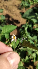 Solanum nigrum