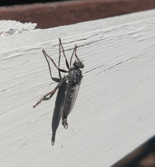 Rhadiurgus variabilis