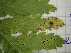 Puccinia tanaceti